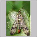 Panorpa communis - Gemeine Skorpionsfliege m01.jpg